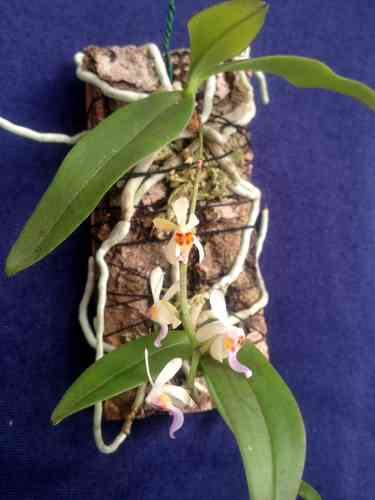 Diphoprora truncata