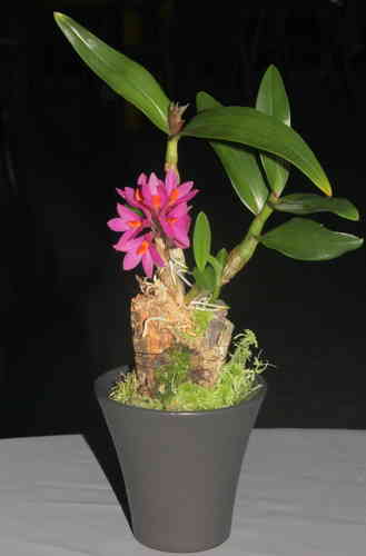 Dendrobium "Hibiki"