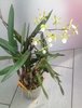 Epidendrum hybride 'Frühlingsduft'