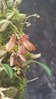 Bulbophyllum aff.retusiusculum