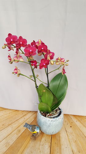 Phalaenopsis samt rot