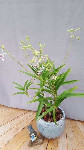 Dendrobium antennatum