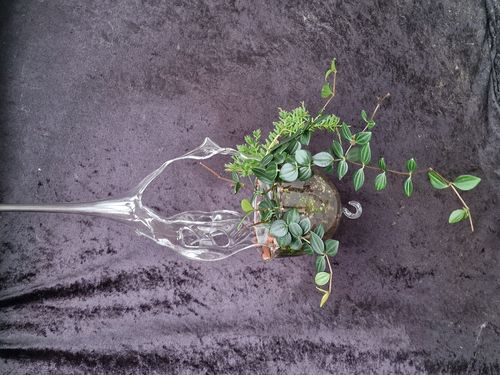 Glas System bepflanzt mit Grünpflanzen88.00